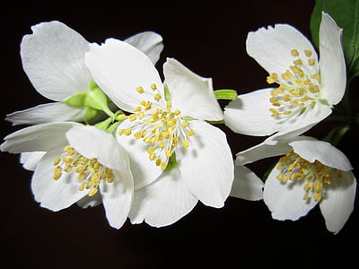 virág, Jázmin, Bush, fehér, aroma, pályázat, gyönyörű