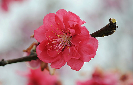 cherry, blossom, flower, pink petals, branch, single flower, nature