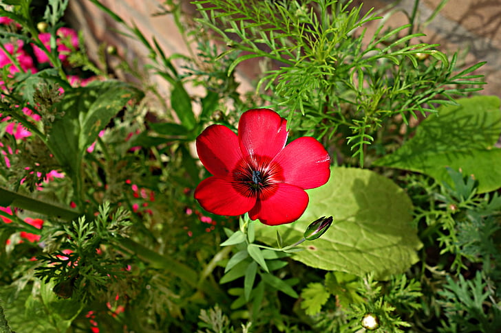 цвете, венчелистче, Блум, цветна градина, Градина, декорация, червен