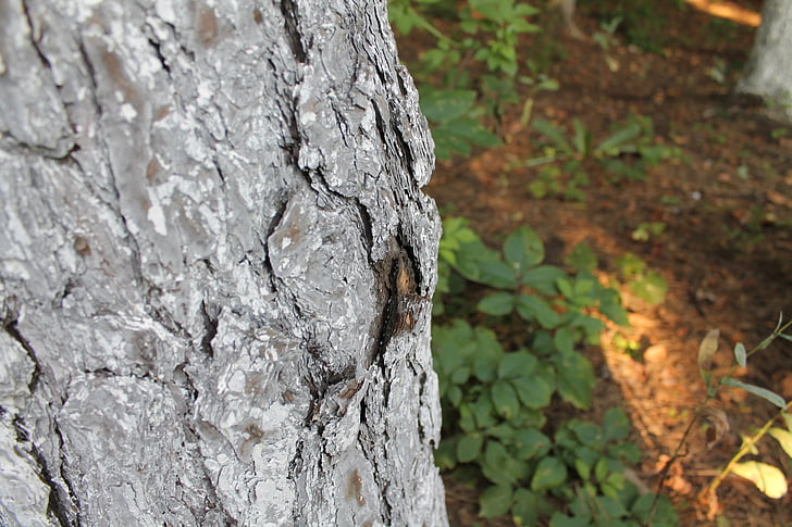 tree, the bark of the tree, pine, closeup, outdoors, plant, forest