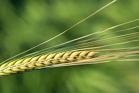 barley, ear, cereals, close, nourishing barley, grain, nature