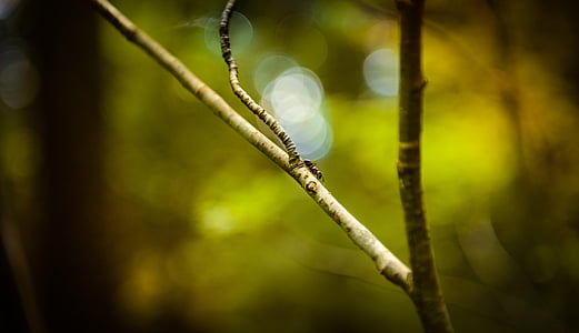 蚂蚁, 森林, 自然, 棍子, 树