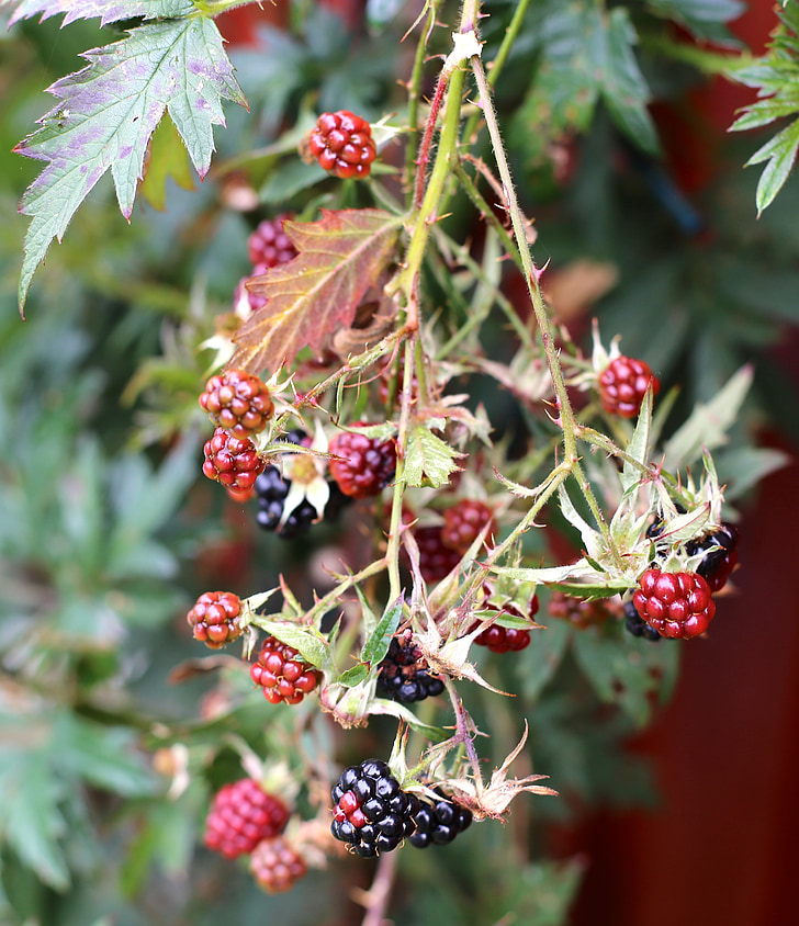BlackBerry, čierne bobule, jeseň, ovocie, Príroda, bobuľové ovocie, červená