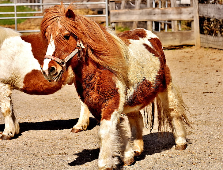 Pony, Correre, carina, piccolo cavallo, fotografia naturalistica, animale, buona 