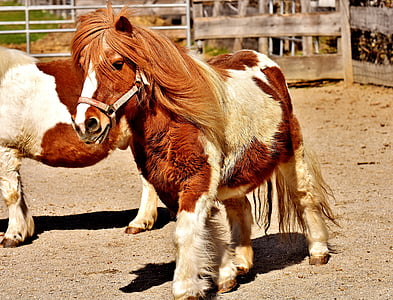 πόνυ, Εκτελέστε, Χαριτωμένο, μικρό άλογο, φωτογραφία άγριας φύσης, ζώο, Καλό aiderbichl
