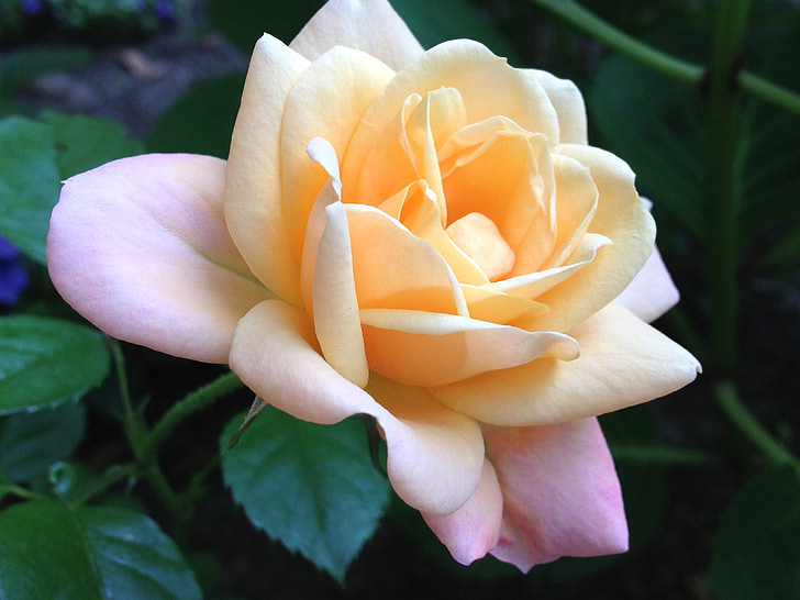 Rosa, flor, jardí, romàntic, pastís shadings, natura, planta