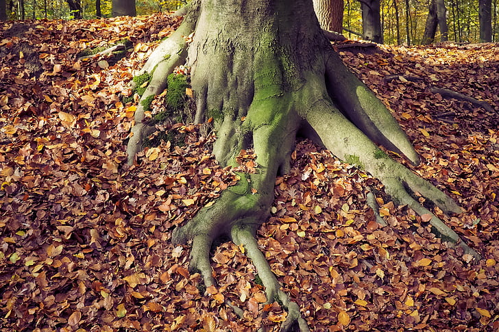Осень, Природа, пейзаж, лес, farbenspiel, листья, Осенью листва