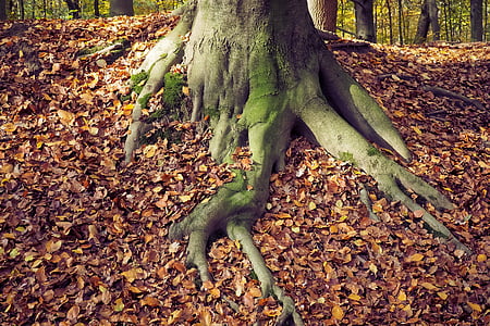 autumn, nature, landscape, forest, farbenspiel, leaves, fall foliage