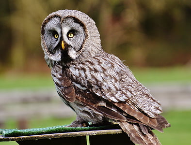 owl, wildpark poing, bird, feather, eagle owl, animals, wild bird