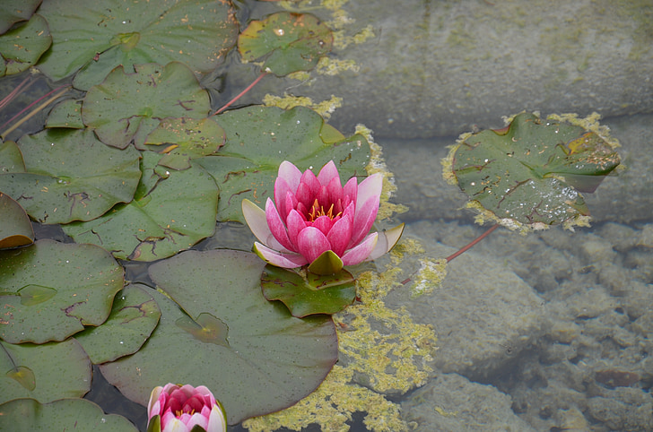 Розовая вода lily, Цветы, воды, Природа, Водяная лилия, пруд, teichplanze