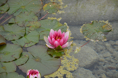 pink water lily, flowers, water, nature, water lily, pond, teichplanze