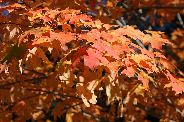 feuilles, automne, feuilles d’automne, nature, l’automne, rouge, jaune