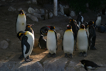 pingviner, fåglar, topp, sjöfåglar, exotiska djur, vilda, naturen