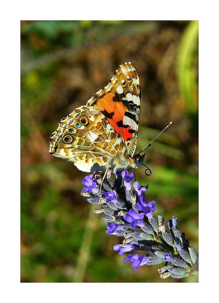 Painted lady, sommerfugl, sommerfugle, edelfalter, lavendel, blomst, Blossom