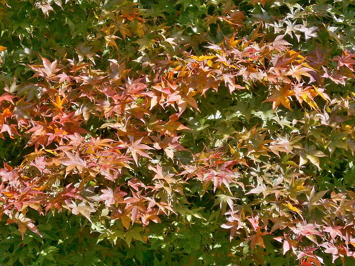 klon, Jesienne liście, liść klonu, Arboretum, jesień