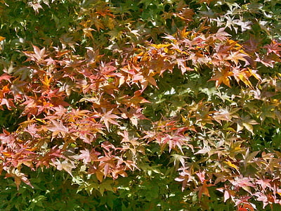 érable, feuilles automnales, feuille d’érable, Arboretum, automne