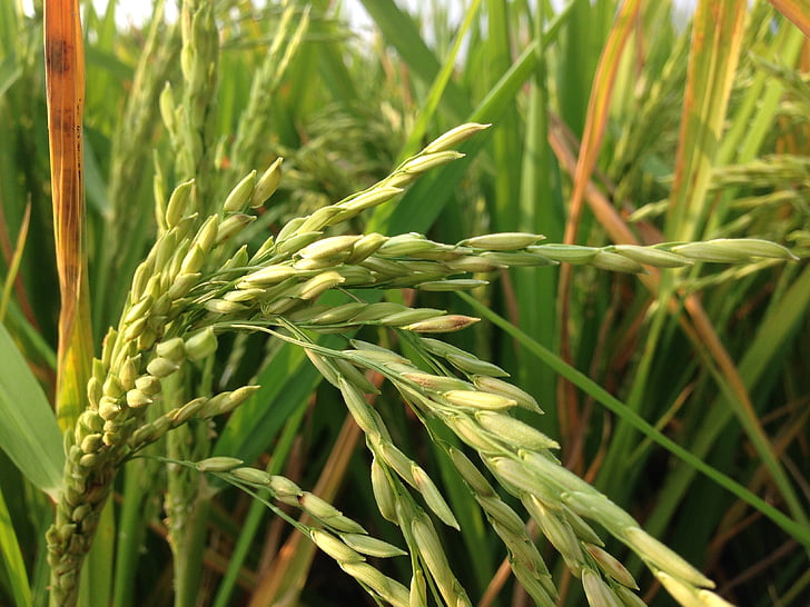 arroz, campo de arroz, explorações agrícolas, cor verde, agricultura, crescimento, quadro completo