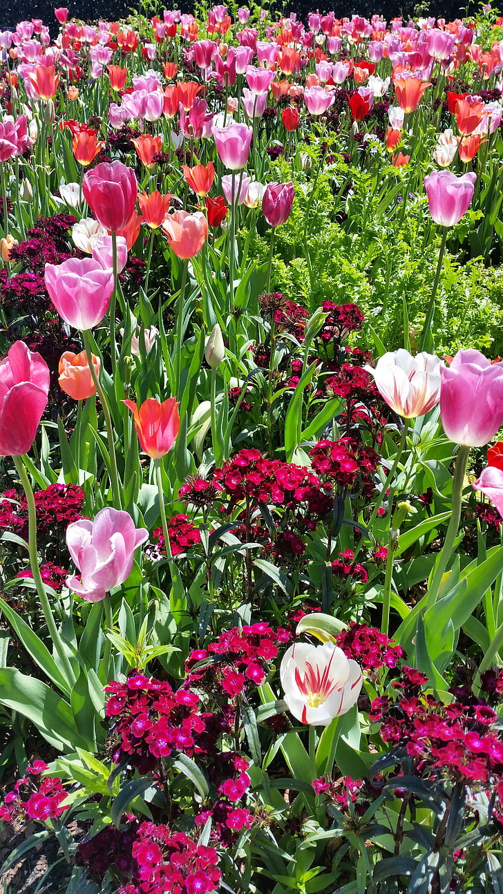 tulipanes, primavera, flor, naturaleza, flores de primavera, florece, floración