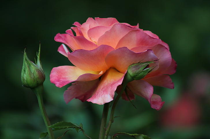 color de rosa, Rosas, flor color de rosa, flor, flor, floración, flores