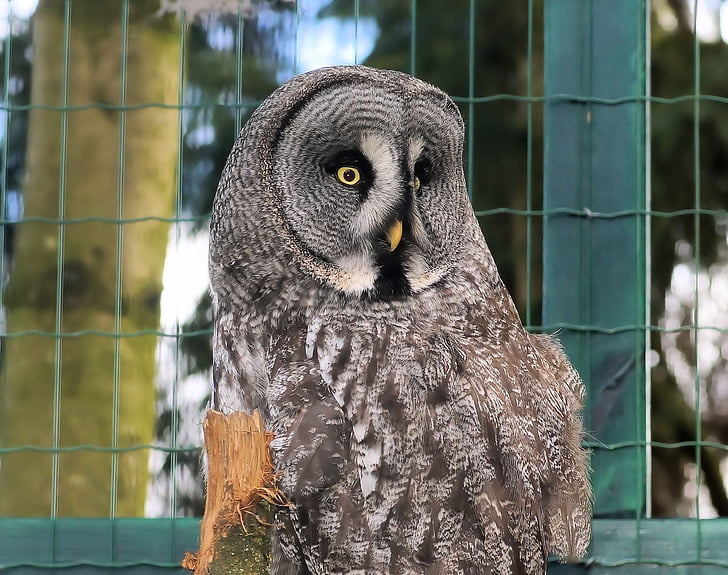 owl, lapland, bart owl, great grey owl, mouse hunter, night supervisor, plumage