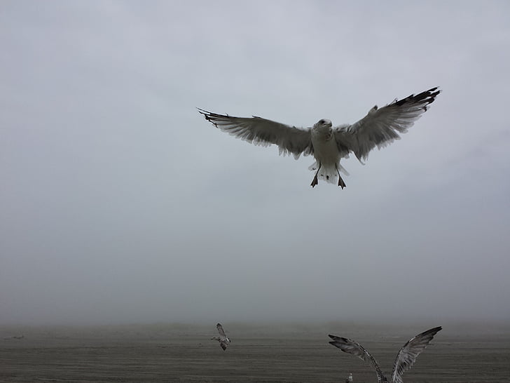 aves, Cuidado, luz do dia, nevoeiro, Dom, céus cinzentos, névoa