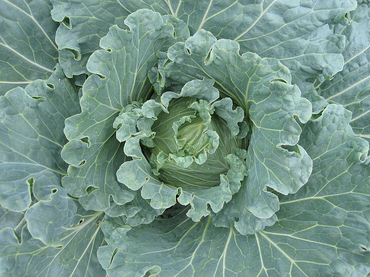 cabbage, brassica, vegetable, organic, plant, green, food