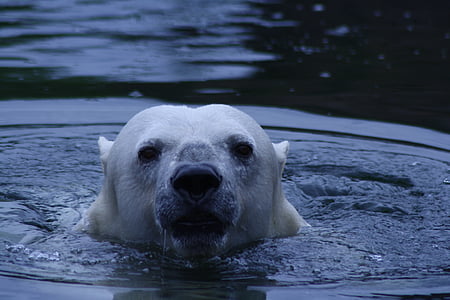 polar bear, bear, water, zoo, animal, predator, white