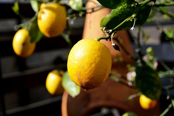 Лимон, дерево, фрукты, цитрусовые, питание, спелый, свежий