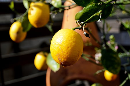 lemon, tree, fruit, citrus, food, ripe, fresh