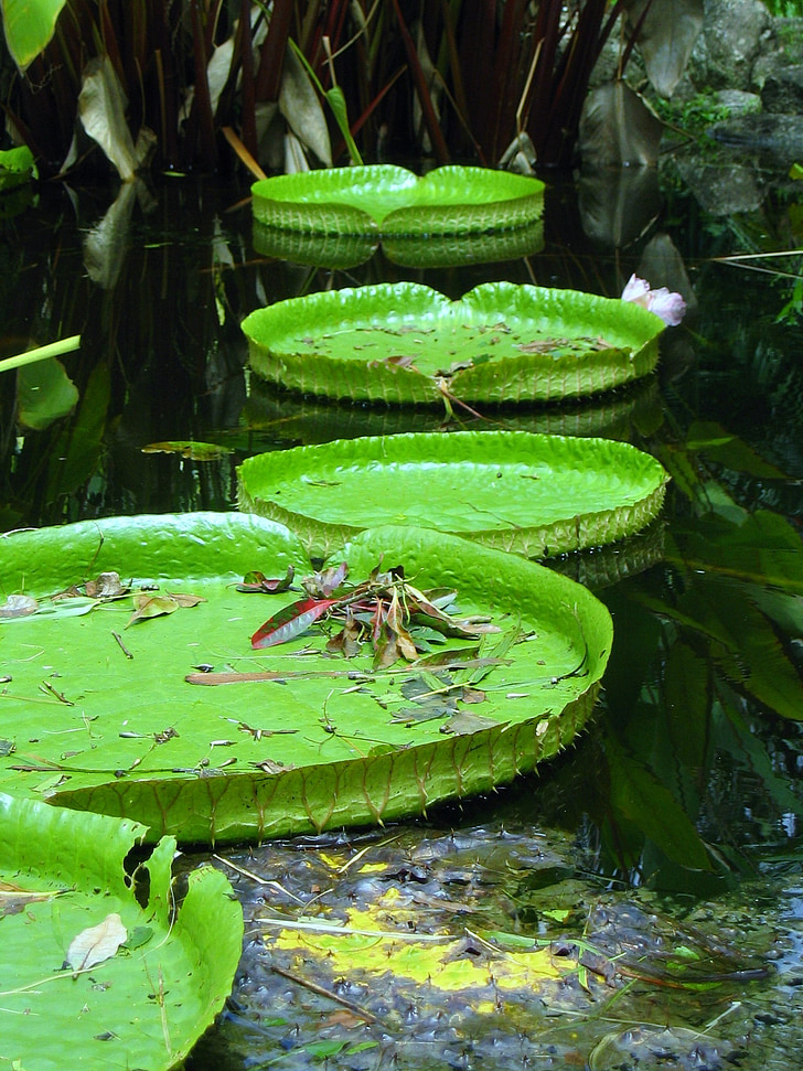 lily, pad, pond, water, plant, natural, botanical