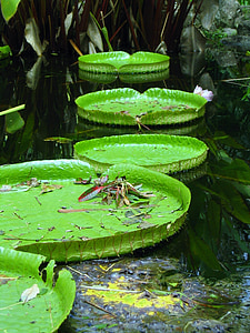 Lily, pad, ribnik, vode, rastlin, naravne, botanični