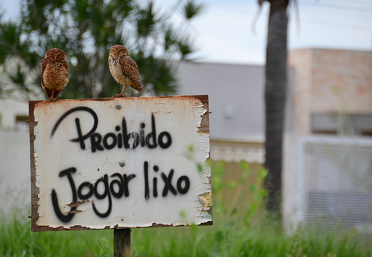 owl, nature, trash, bird