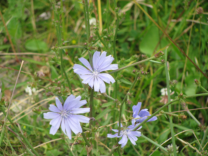 bunga, biru bunga, bunga liar, padang rumput, tanaman, alam, Gunung bunga