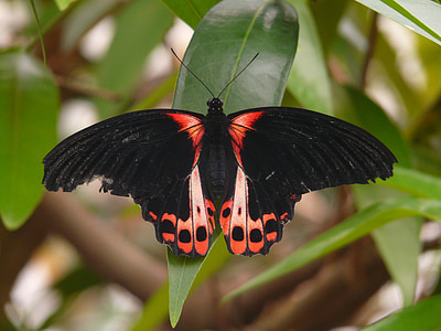 Motyl, Scarlet schwalbenschwanz, Papilio rumanzovia, motyle swallowtail, paziowatych, Papilio, podkład czarny
