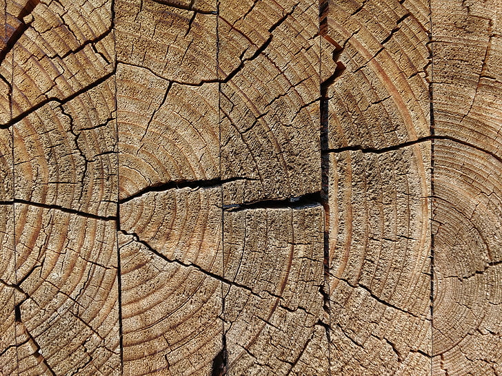 lesa, lepljeni, preperele, skočil, razpoke, stari, letno obroči