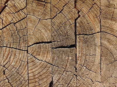 gỗ, dán, phong hóa, nhảy lên, vết nứt, cũ, vành đai hàng năm