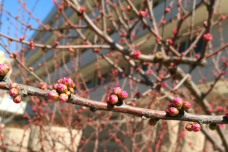 Begonia, nảy mầm, mùa xuân