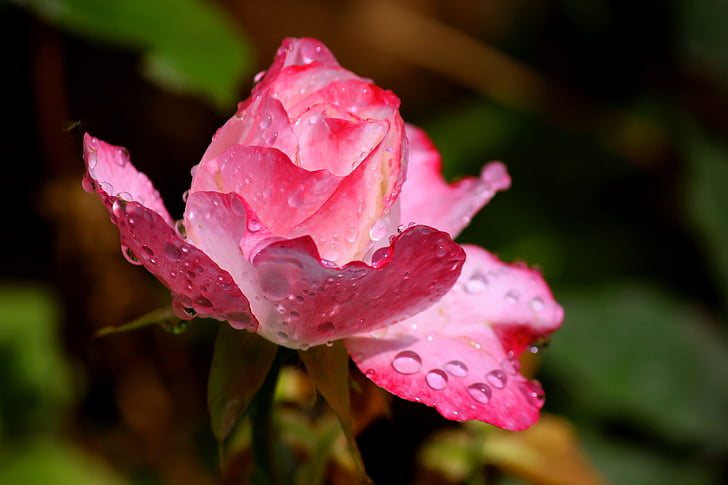 po dežju, rdečo vrtnico, cvet