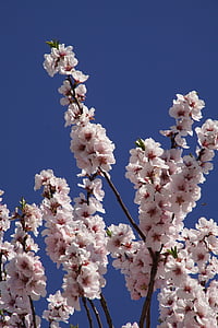 mandulás blossom, Blossom, Pfalz, gimmeldingen, tavaszi, Bloom, Rózsa
