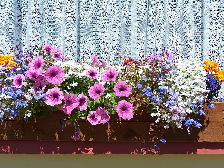 Flower-boksen, blomster, fargerike, vinduet, smykker, Norge, blomst