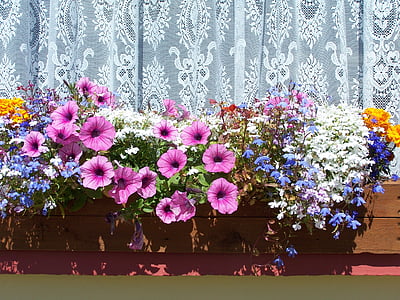 Blumenkasten, Blumen, bunte, Fenster, Schmuck, Irland, Blume