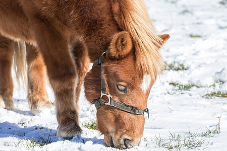 άλογο, μικρό άλογο, Haflinger, μικρό, κεφάλι αλόγου, Χειμώνας, ζώο