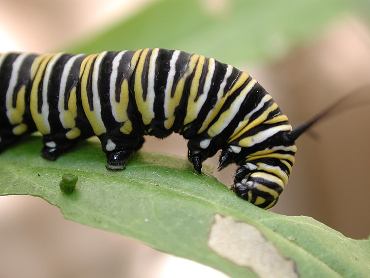 Caterpillar, Monarch, sommerfugl, spise, blad, fodring, makro