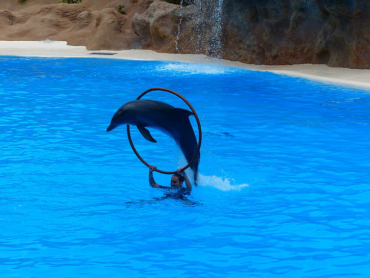 Dofí, salt, anell, saltar a través, l'art, espectacle de dofins, demostració