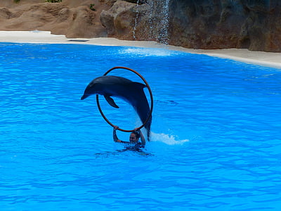 Delphin, springen, Ring, durch springen, Kunstfertigkeit, Delphin-show, Demonstration