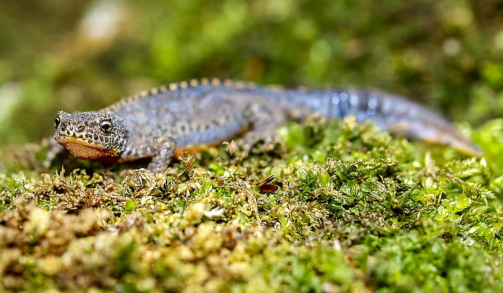 Alpine Salamander, Salamander, amfibier, natur, dyr, Reptile, dyreliv