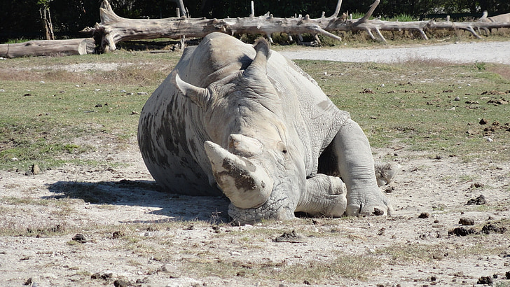 Rhino, Afrika, zvíře, Safari