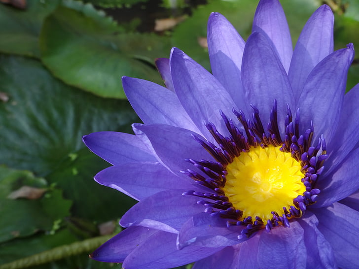 purple nymphaea alba, nymphaea alba, purple, after the afternoon, plant, natural, clear cleansing