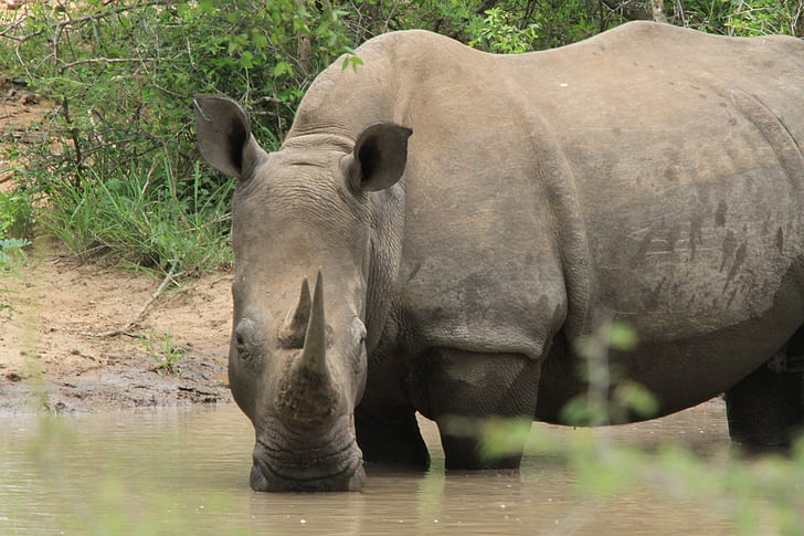 Rhino, arpentage, Corne, à la recherche, animaux, étang, l’Afrique