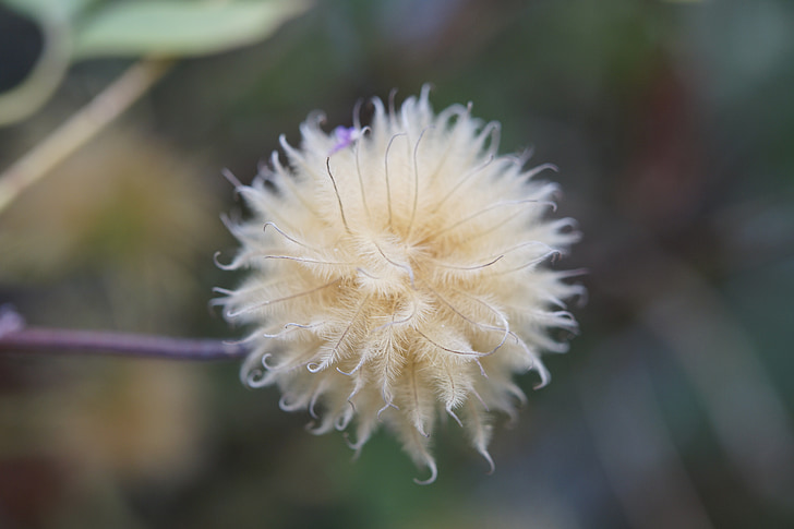 clematis, seeds, seeds was, ball, about, soft, fluffy
